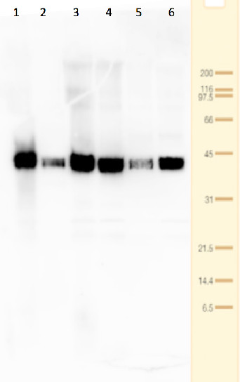 western blot using anti-Tic40 antibodies on Physcomitrella